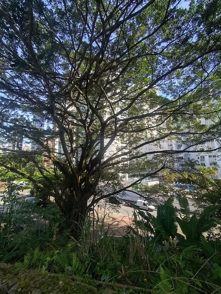 praia do tombo pé na areia do guarujá bandeira azul